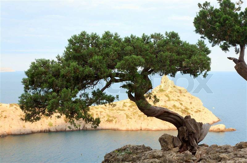 2573361-547635-pine-tree-on-rock-and-sea-with-capchik-cape-behind-novyj-svit-reserve-crimea-ukraine.jpg