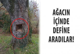 agacin-icinde-define-aradilar_367.jpg